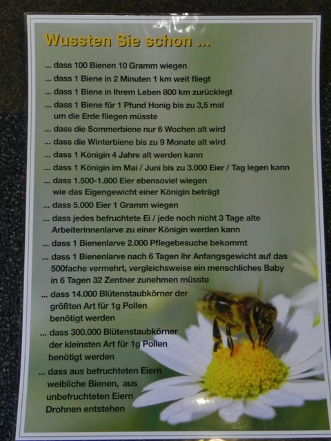 Poster "Wußten Sie schon?" 61x43 cm,Imker,Imkerei,Bienen,bee,Lehrtafel,Infotafel
