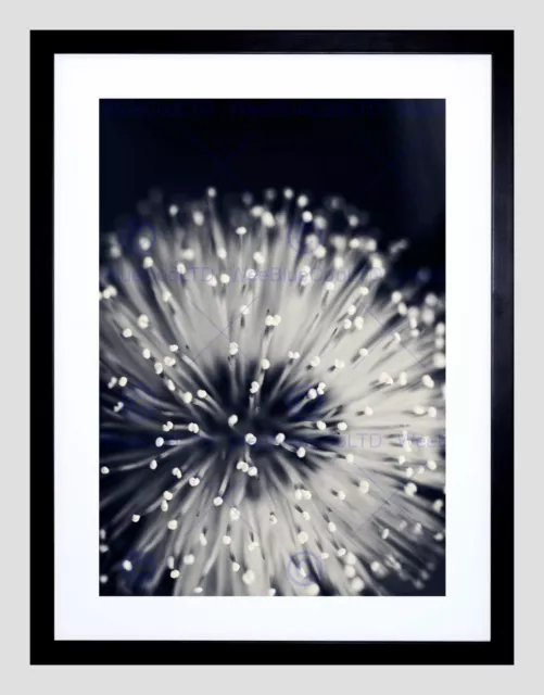 Nature Plant Flower Black White Beautiful Black Framed Art Print B12X4095