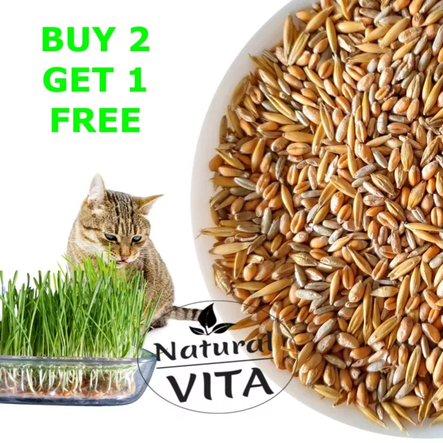 Organic Cat Grass Seeds Special MIX - Aids Digestion,  Helps With Hairballs