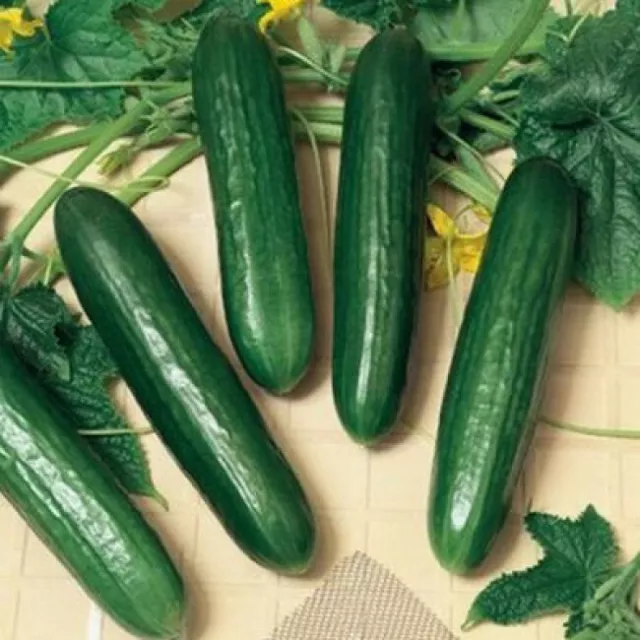 Seeds Cucumber Emelya F1 Partenocarpik Rare Vegetable Organic Heirloom NON-GMO