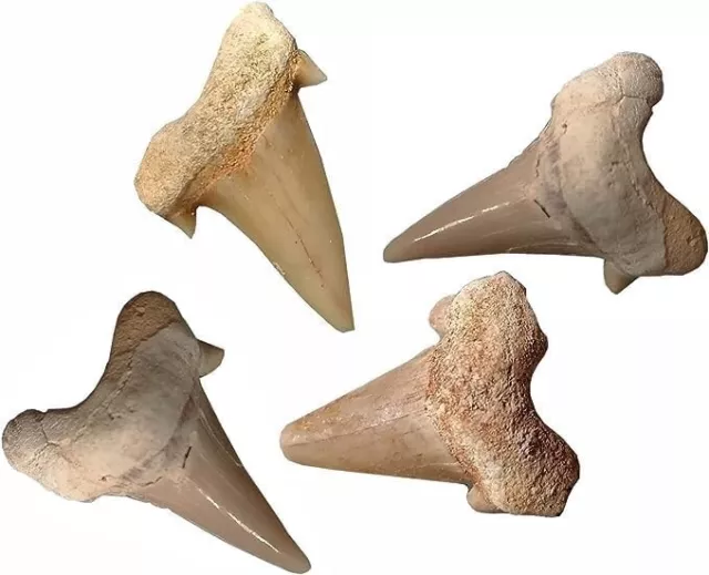 Kaltner Präsente - vier Haifischzähne Hai Zahn Fossilien Haizahn ca. 3 cm lang