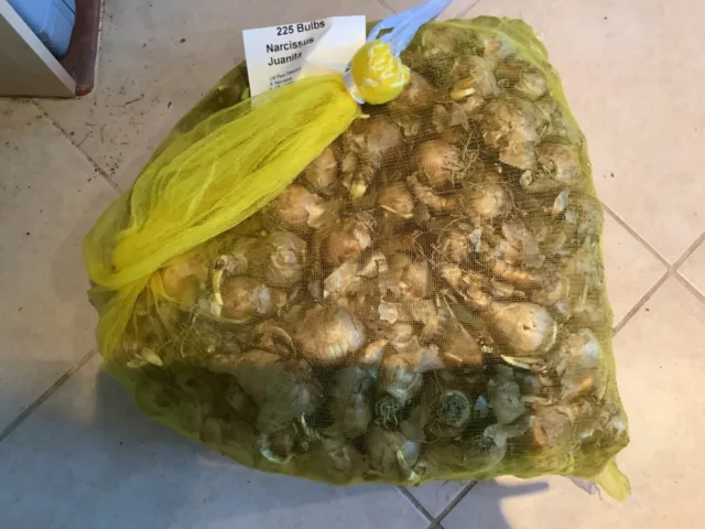 225 Juanita daffodil bulbs