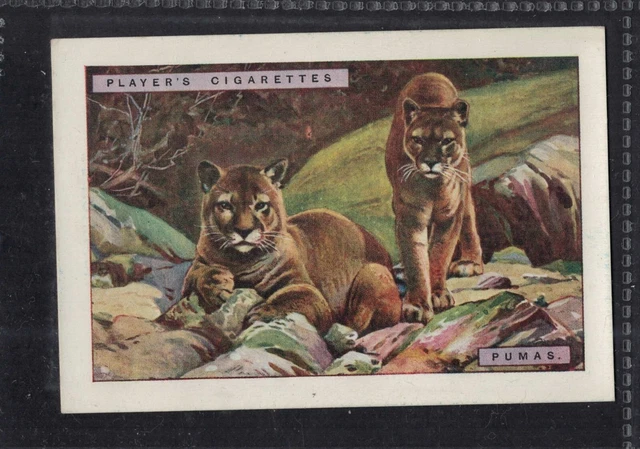 PUMAS - Large 95 + year old English Tobacco Card # 11