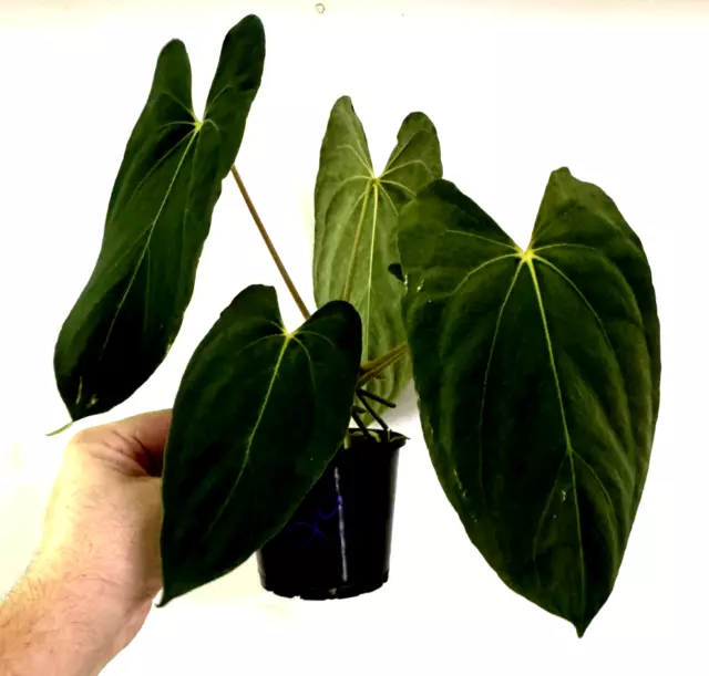 Anthurium papillilaminum x dressleri  LARGE PLANT "Rare Aroid" #29