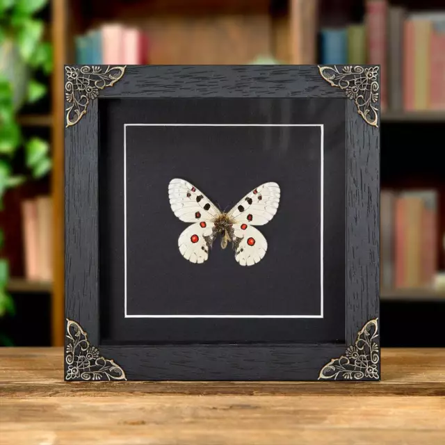 Nomion Taxidermy Butterfly in Baroque Style Frame (Parnassius nomion richtofeni)