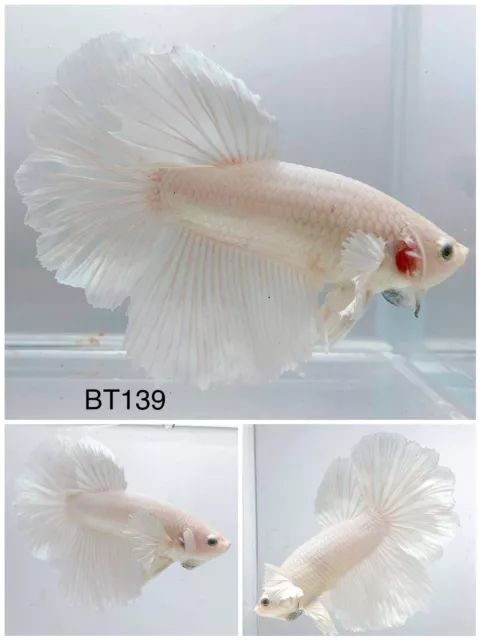 Betta Live Fish Male White Dumbo BT139 Ask Seller Shipping Cost Before Buy