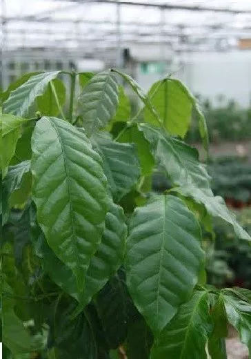 House Plant - Coffea arabica nana - Coffee Plant - 300 Seeds - Bulk Packet