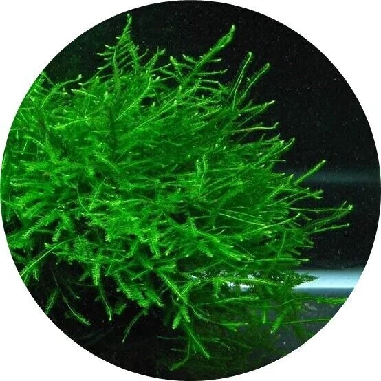 5g - 250g Java Moss Carpet Plants Aquarium Tropical Fish Tank Shrimp BogWood