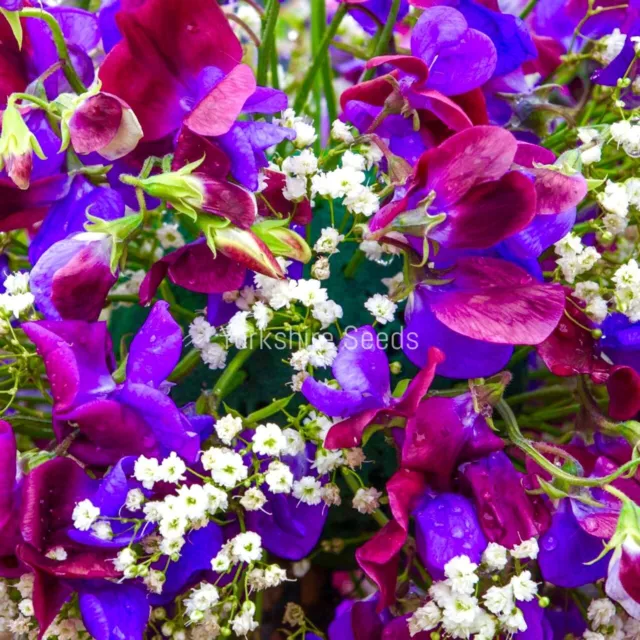 Sweet Pea Grandiflora Matucana - 10x seeds - Flower