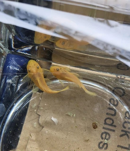 1 (1.5 inch) Standard  Lemon Blue-Eye Bristlenose Pleco (suckerfish) Tank Raised