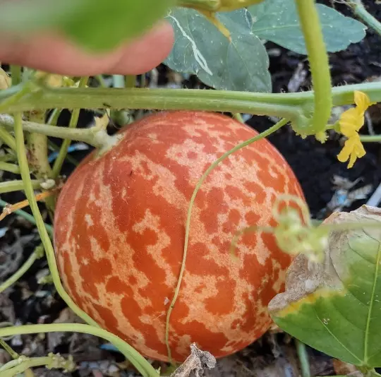 Tigger Melon Seeds! The most beautiful delicious melon you will ever grow!