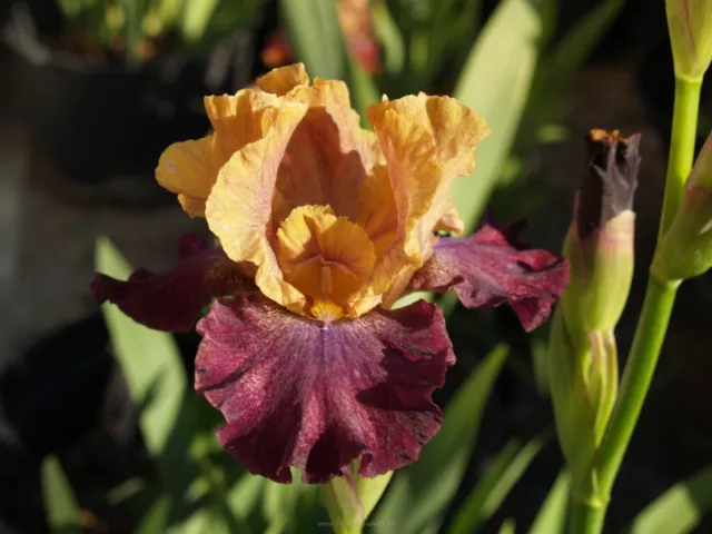 Schwertlilie / Iris " Faded Glory "