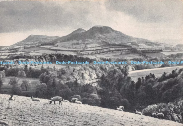 D092869 Eildons and Tweed from Bemersyde Hill. Sir Walter Scotts favourite Scott