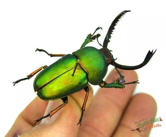 Lamprima Adolphinae Green Jaw Beetle SET x1 A- Entomology insect NICE