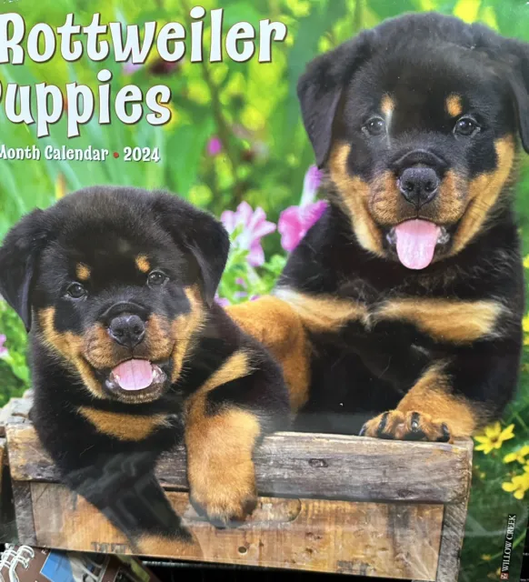 Cute Rottweiler Puppy 2024 Large Square Wall Calendar. New And Sealed.