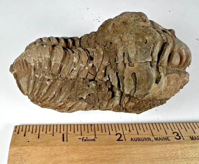 Authentic Fossilized Trilobite from Morocco.  Weight (grams):112