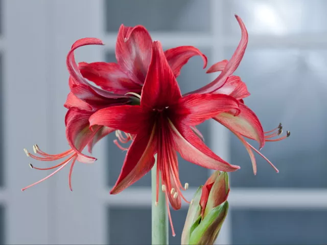 Bogota Amaryllis Bulb - Exotic - 26/28 cm Bulb