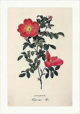 Kapuziner - Rose Rosa Foetida Bicolor Österreich Copper Capucine Redoute 174