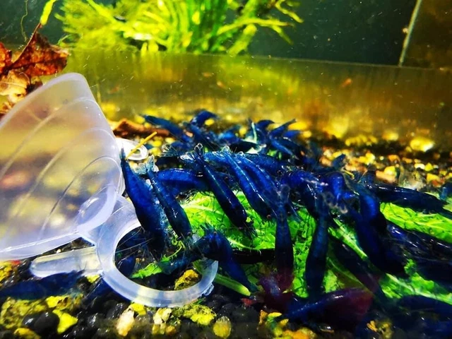 10 +1 Ultra Blue Dream- Freshwater Neocaridina Aquarium Shrimp. Live Guarantee