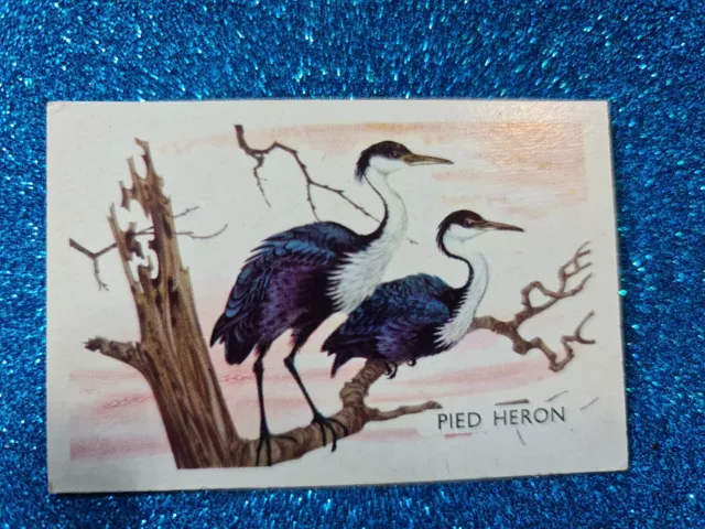 Discover Australia With Shell🏆#168 PIED HERON Card🏆FREE POST