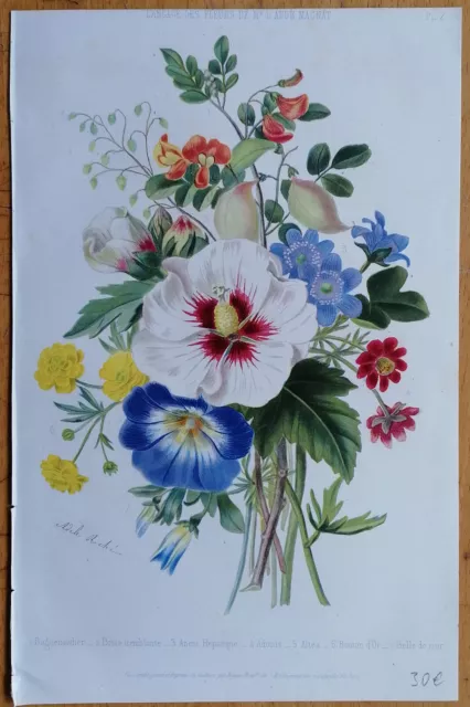 Magnat Botany Flowers Bouquet Language des Fleurs (Plate 2)  - 1855