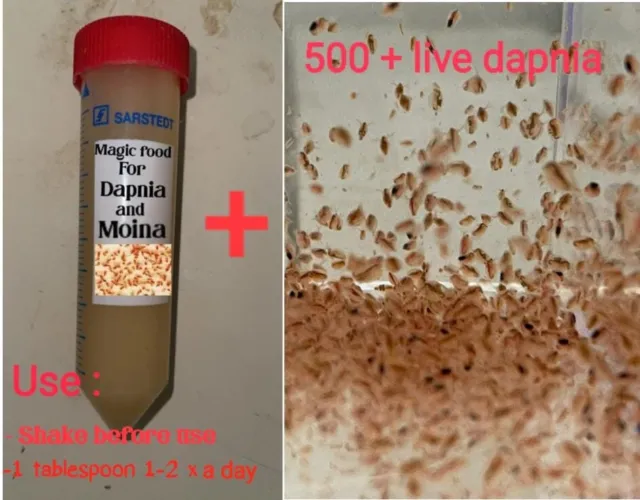 500 +Live Daphnia Magna + Magic Food 100 Ml