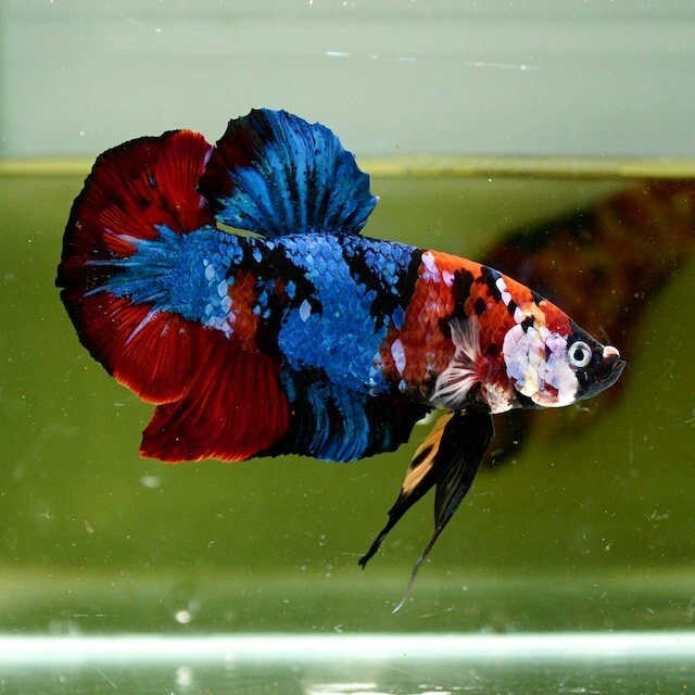 Live Betta Fish Giant Galaxy Red Blue White CheeksHMPK PremiumGradeThailand(8cm)