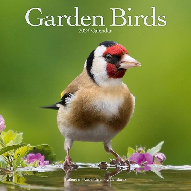 GARDEN BIRDS CALENDAR 2024 Square Birds Wall Calendar 16 Month £10.49