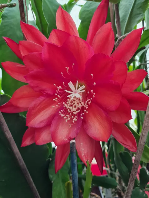 Epiphyllum Blattkakteen Hybride " Flechsigs Flame "