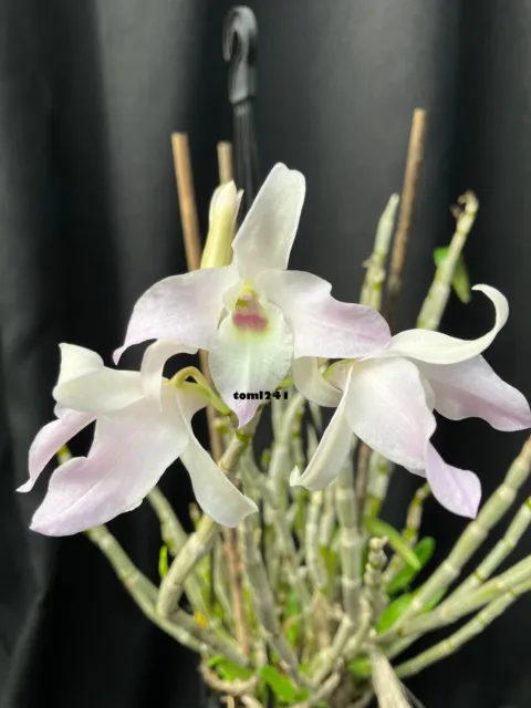 Orchid - Dendrobium moniliforme species (large pink form) - in buds
