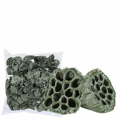 Pistra de loto mediano - 100 piezas - verde helada
