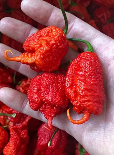 100 Chili Samen Carolina Reaper Rot  (Weltrekord Chili)