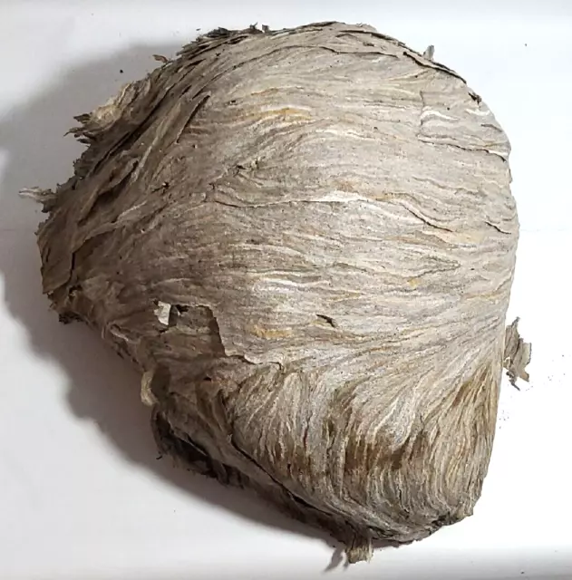 Hornets Paper Wasp Bee Hive Nest with a Flat Side View