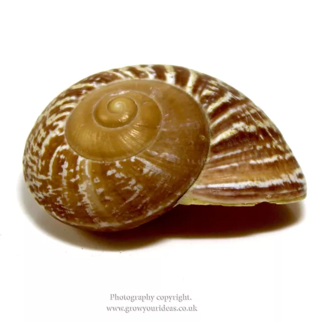 Landsnail Obba 5-6cm Beach SeaShell. For terrariums or florestry craft projects 3