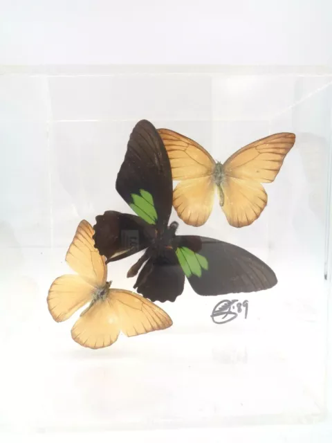 Real 3D Framed Butterflies: Butterfly Art Acrylic Frame - Signed 1989 - 5" x 5"