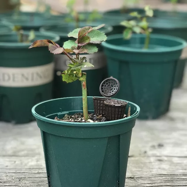 Pratica scatola attrezzi fertilizzante bonsai da giardino pianta con coperchio