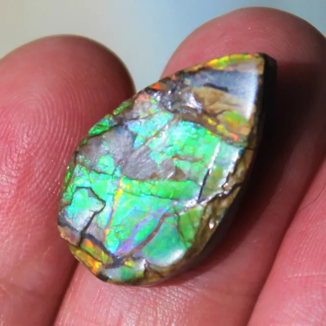 Ammolite Multicolore du Canada de 14,400 ct