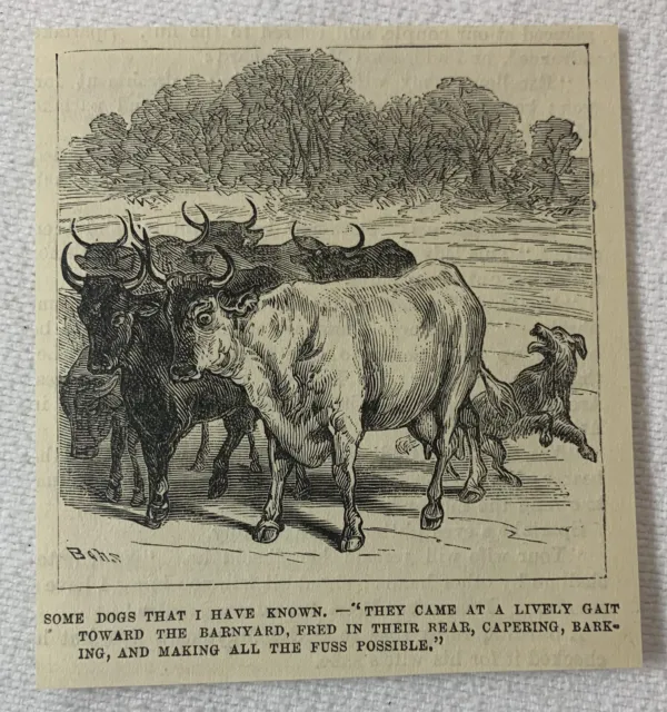 1880 magazine engraving~ DOG HERDING COWS