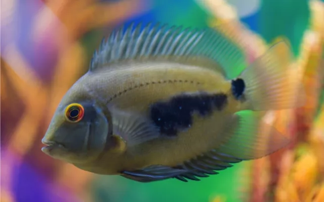 Uaru Cichlid *ON SALE*