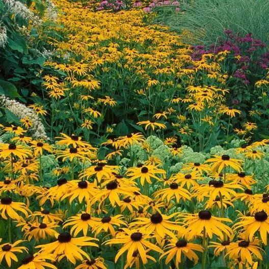 BLACK EYED SUSAN Perennial Rudbeckia Native Wildflower USA Non-GMO 500 Seeds