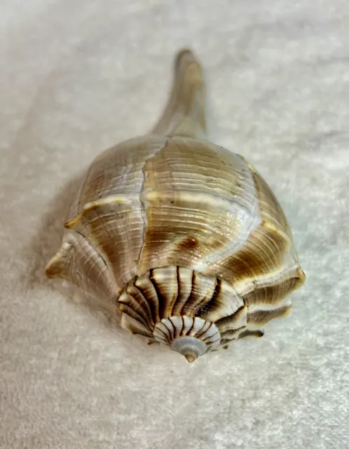 Sea Shells-1-Lightning Whelk Shell 5 1/2”Long  Beautiful Shell From SW FL (j)