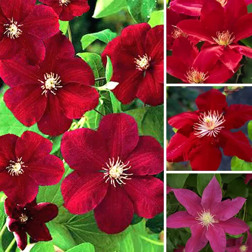 1 X Clematis Dark Red Coloured Large Flowering Climber Hardy Plant In Pot