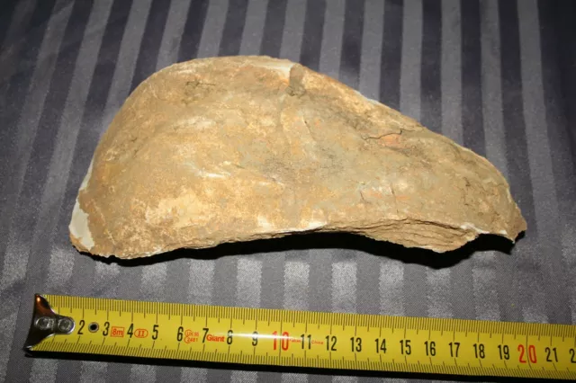 Fossile Huitre 20 cm - 555 gr - fossil oyster shell