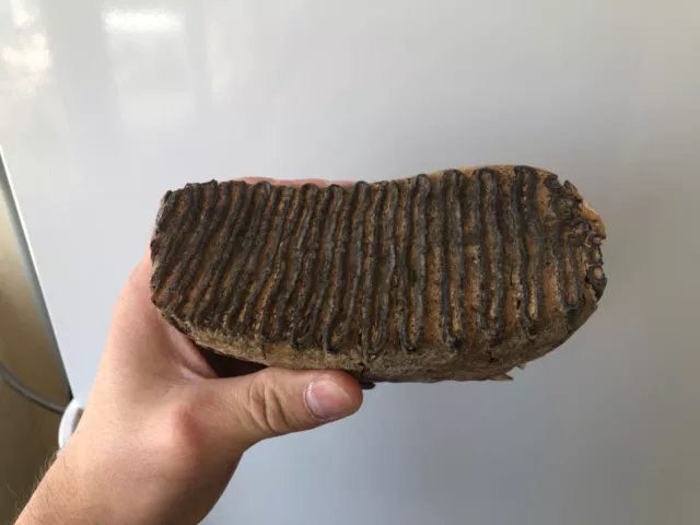 WOOLLY MAMMOTH massive genuine molar tooth Pleistocene 1.4 kg .