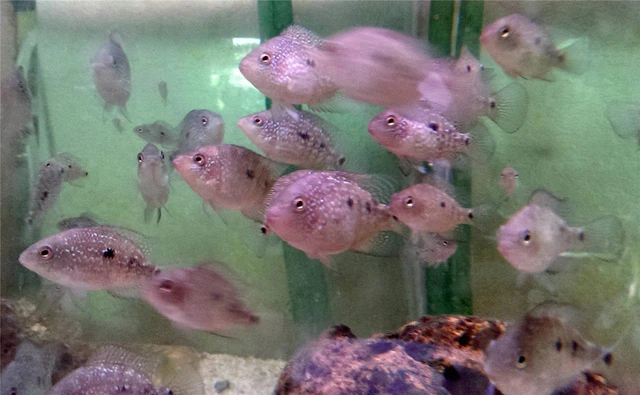 6 (Blue) TEXAS CICHLID  ~ AKA Rio Grande Perch ~ 1.7-2" ~Tilapia family