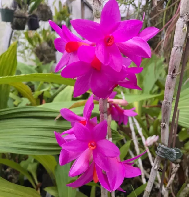 Orchid Dendrobium glomeratum syn. sulawesiense LARGE DIVISION , RARE SPECIES