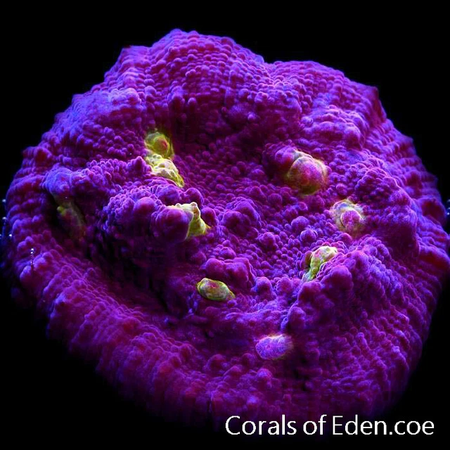 CORALS OF EDEN ~ Golden Eyed Chalice Coral Frag -Live Coral for Sale - LPS ~ SP