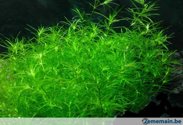 10 brins Najas guadalupensis plante aquarium alevins herbivores