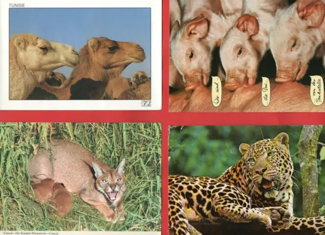 ANIMALI VARI - LOTTO DI 50 CARTOLINE - vedi tutte le foto