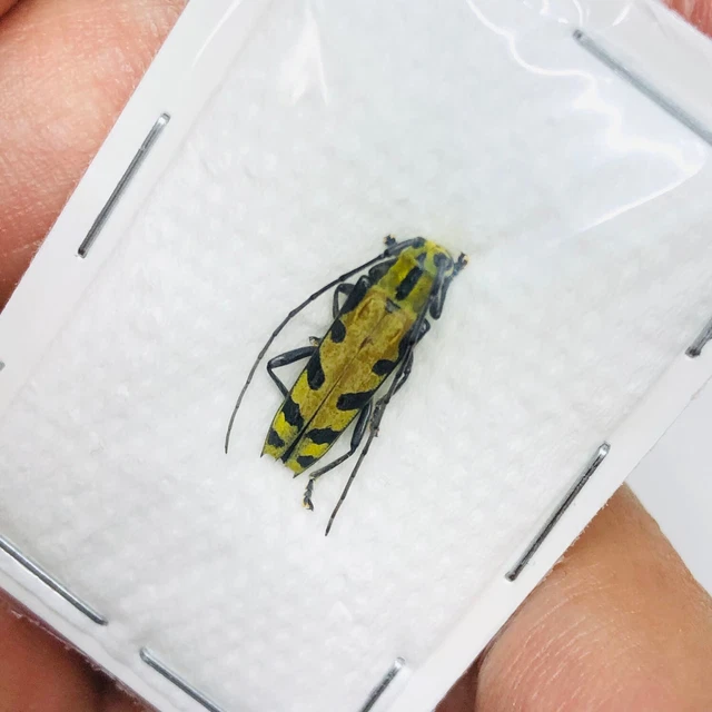 Cerambycidae sp from Weixi Yunnan 7765